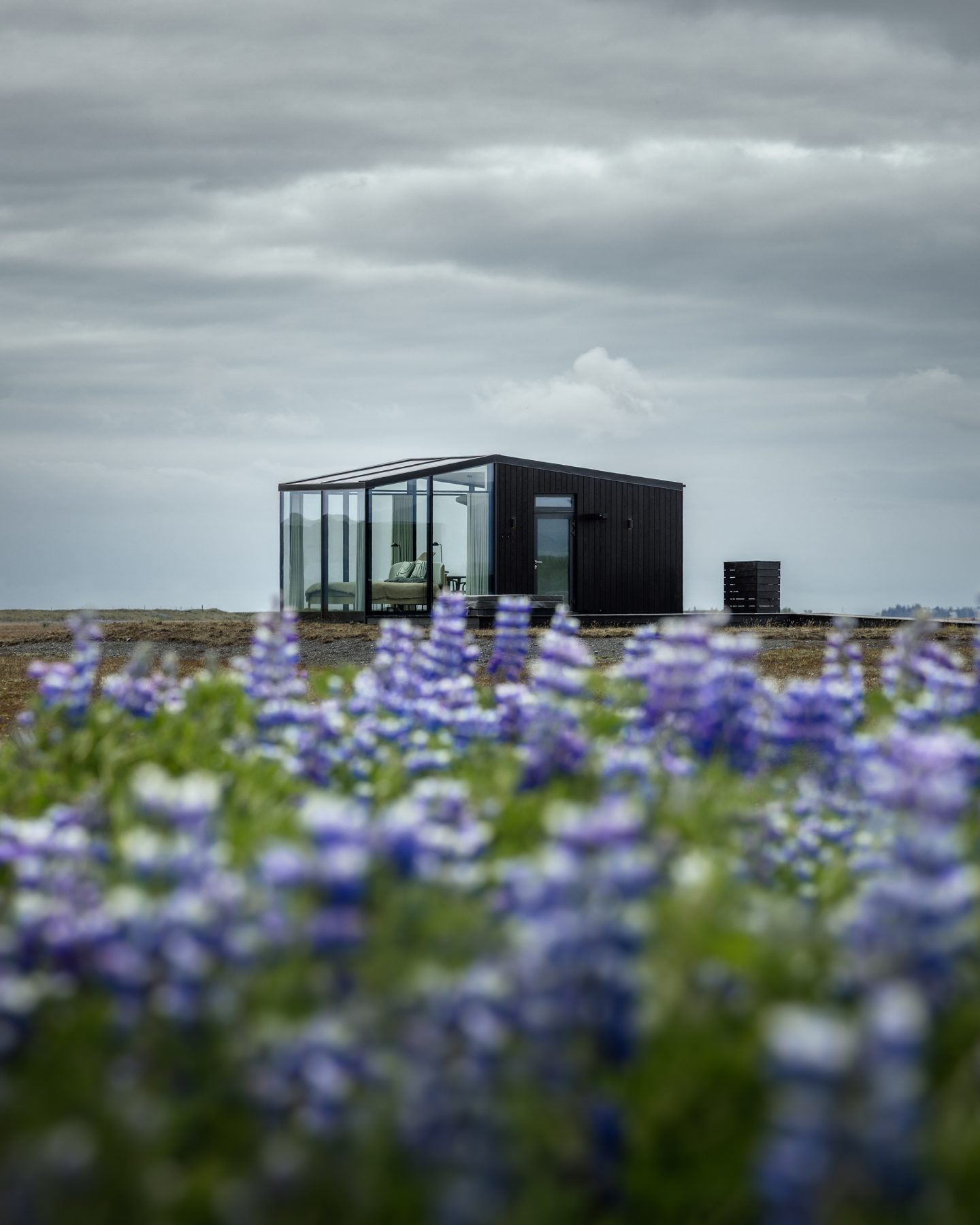 Harmony luxury cabin behind purple lupine fields in summer, South Coast of Iceland